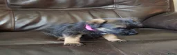 Border Terrier dogs for sale: KC registered puppies in Swansea - Advert 8