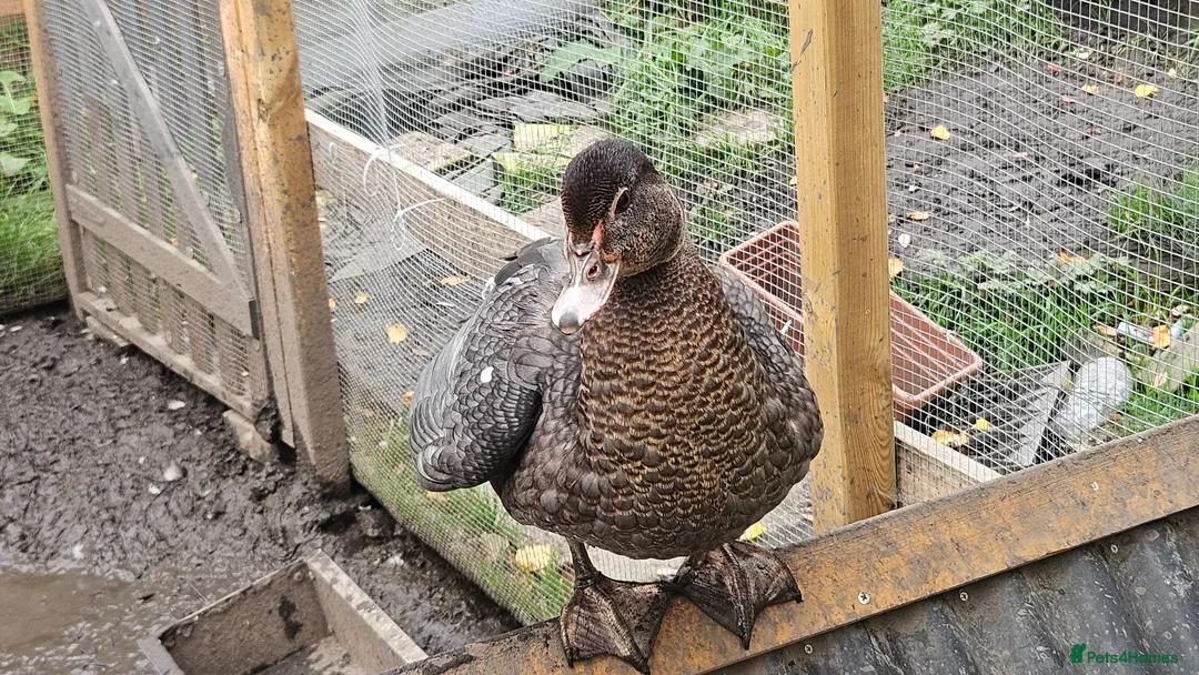 Ducks poultry for sale: POL + Adult Muscovy Hens & Drakes - Advert 1