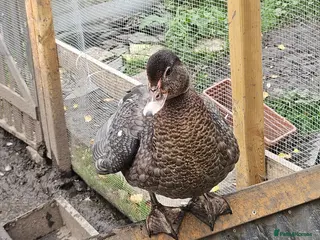 Ducks poultry POL + Adult Muscovy Hens & Drakes - Advert 1