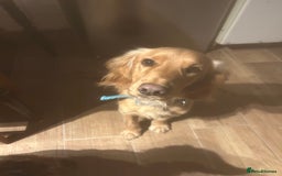 Cocker Spaniel dogs for sale: Dog for sale - Advert 2