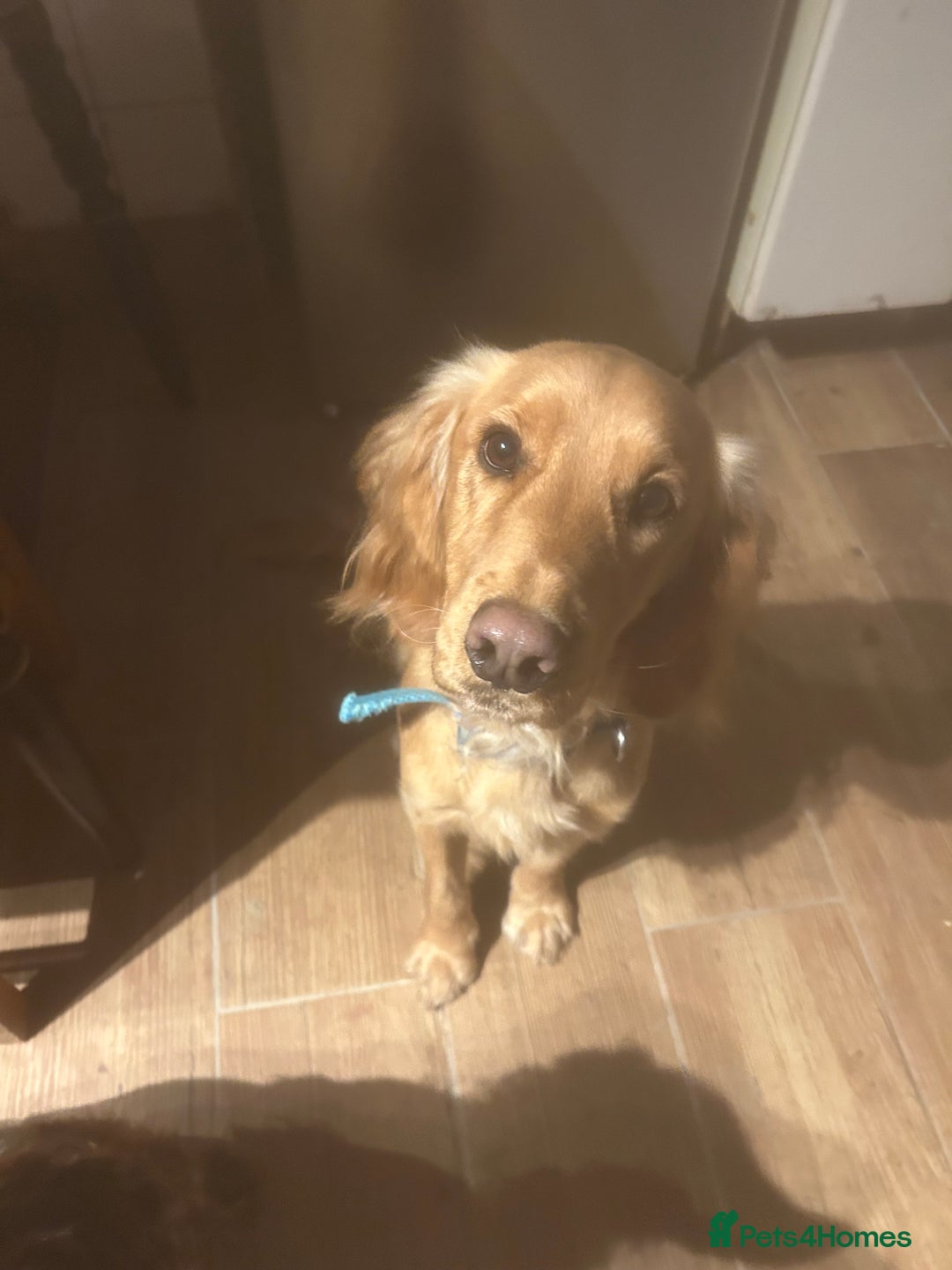 Cocker Spaniel dogs for sale: Dog for sale - Advert 2