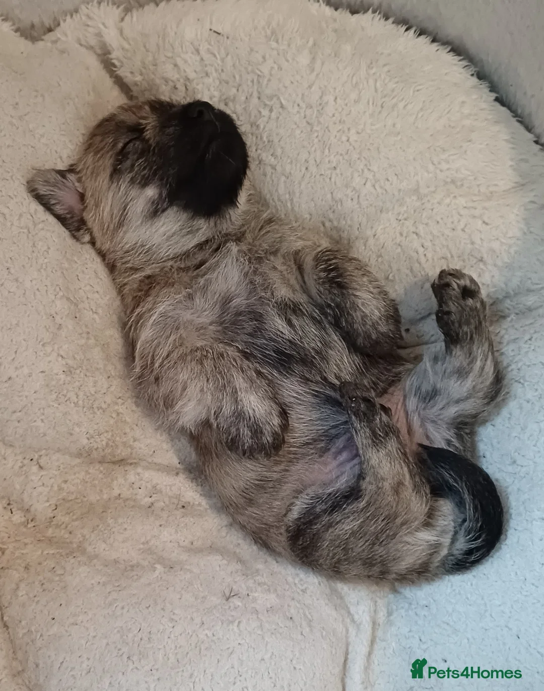 Cairn Terrier dogs for stud: Champion bloodline, KC registered Cairn. in Hope Valley - Advert 6