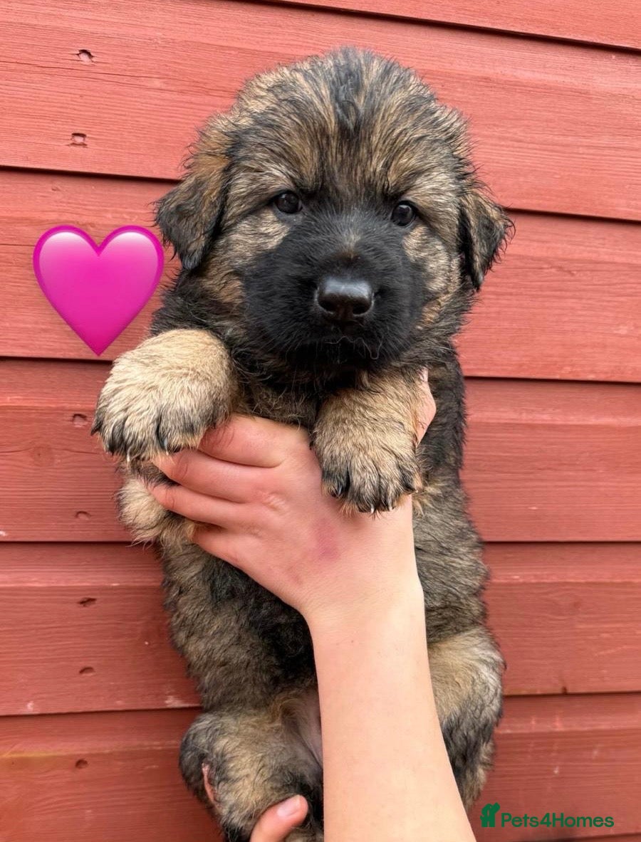 German Shepherd dogs ✨Extensively Health Tested KC Registered pups ✨ - Advert 1