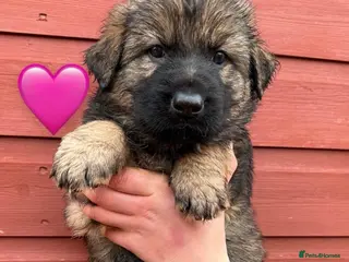 German Shepherd dogs ✨Extensively Health Tested KC Registered pups ✨ - Advert 1