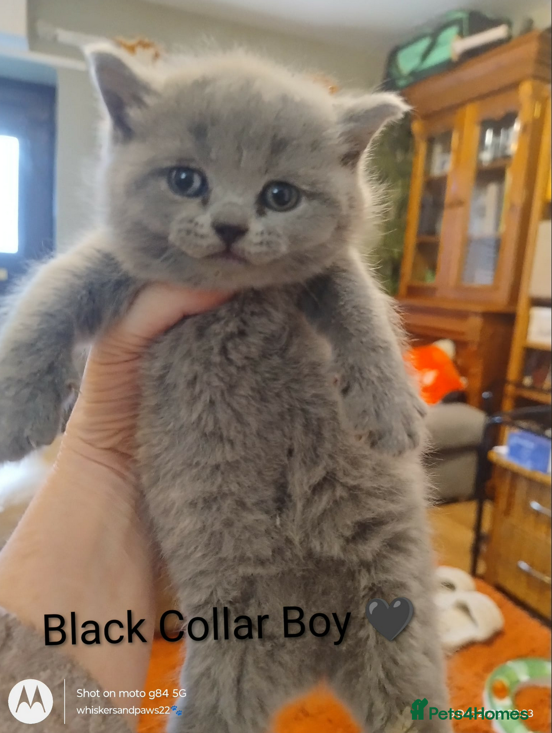 British Shorthair cats for sale: Pure Bred British Shorthairs - Advert 3