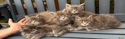 Maine Coon cats for sale: GCCF Fully Registered Maine Coon Kittens  - Advert 11