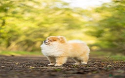 Pomeranian dogs for sale: 1.5kg House trained most gentle Pomeranian male🩵 - Image 3