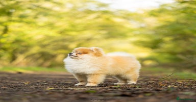 Pomeranian dogs - Advert 7