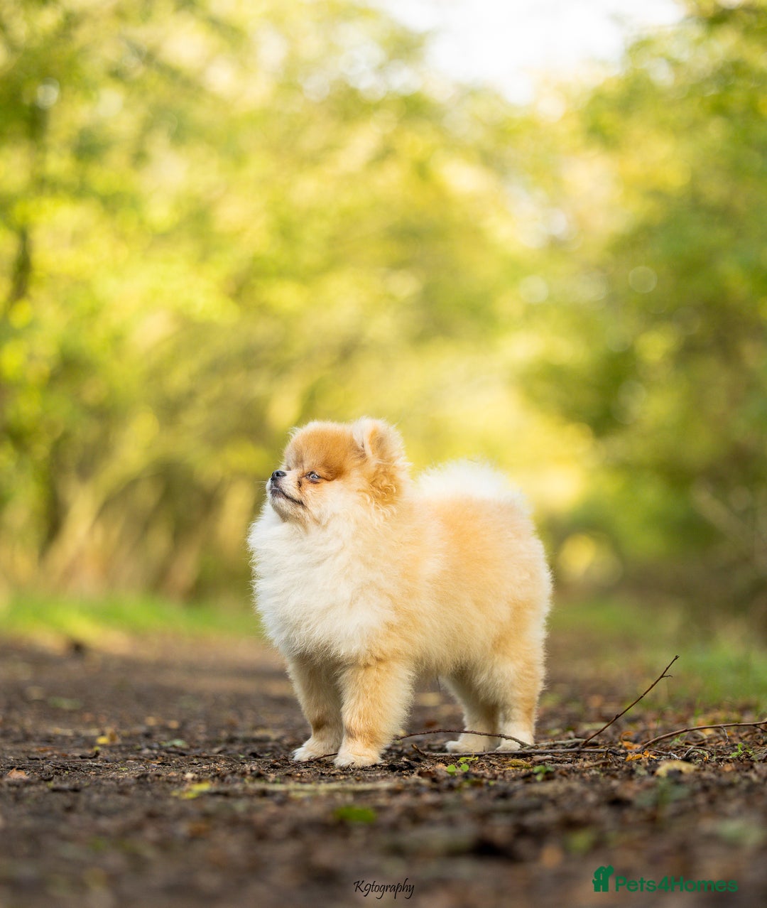 Pomeranian dogs for sale: 1.5kg House trained most gentle Pomeranian male🩵 - Image 3