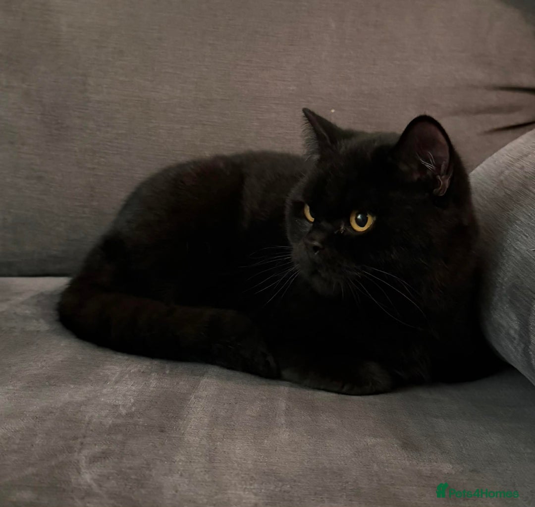 British Shorthair cats for sale: Gccf British shorthair boy  - Advert 3