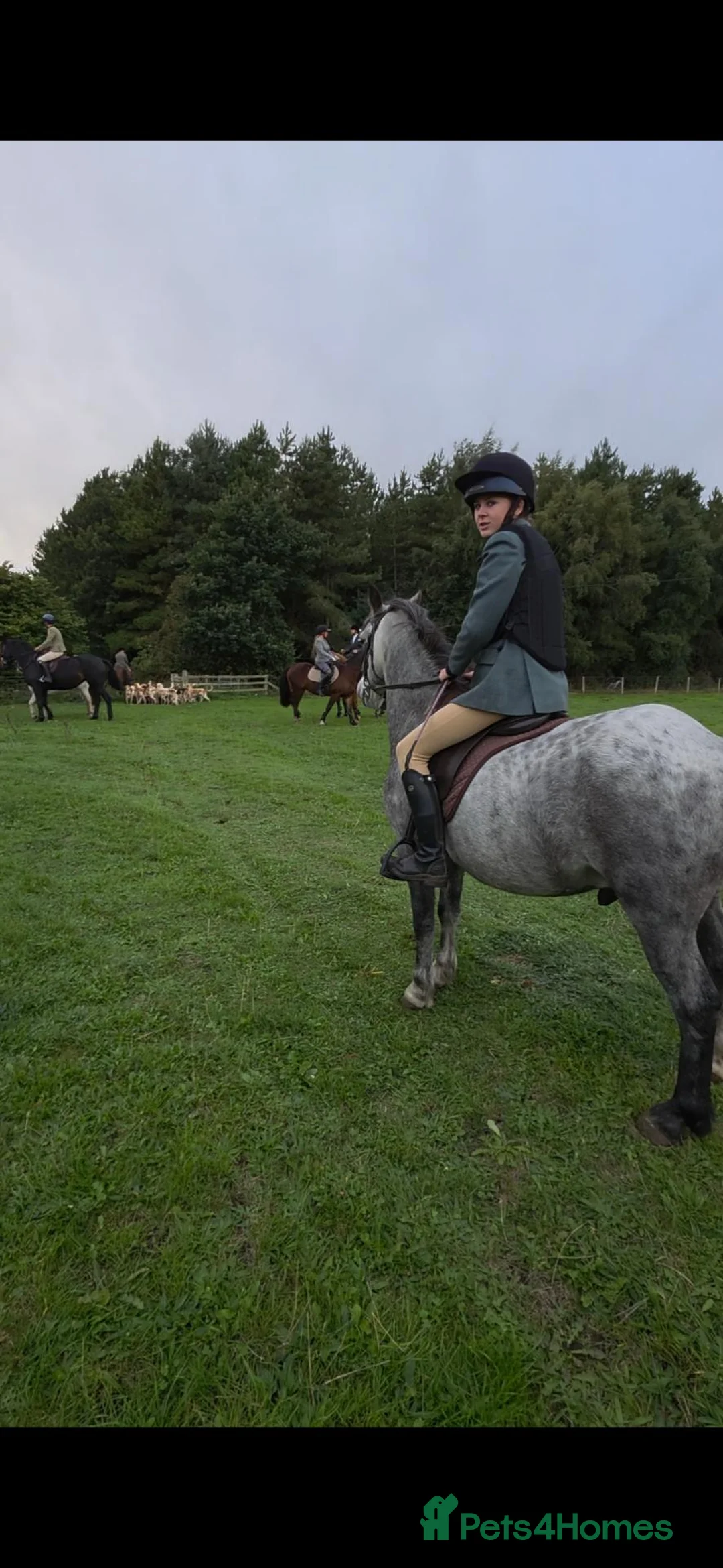 Welsh Section C horses for sale: I have available a lovely 12.2 welsh gelding - Advert 1