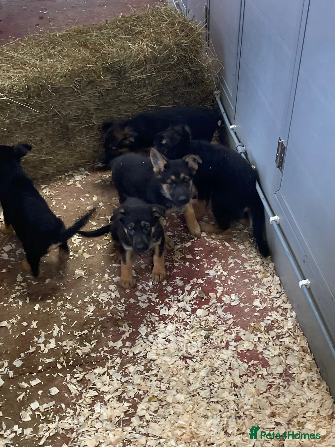 German Shepherd dogs for sale: German Shepard Puppies - Advert 5