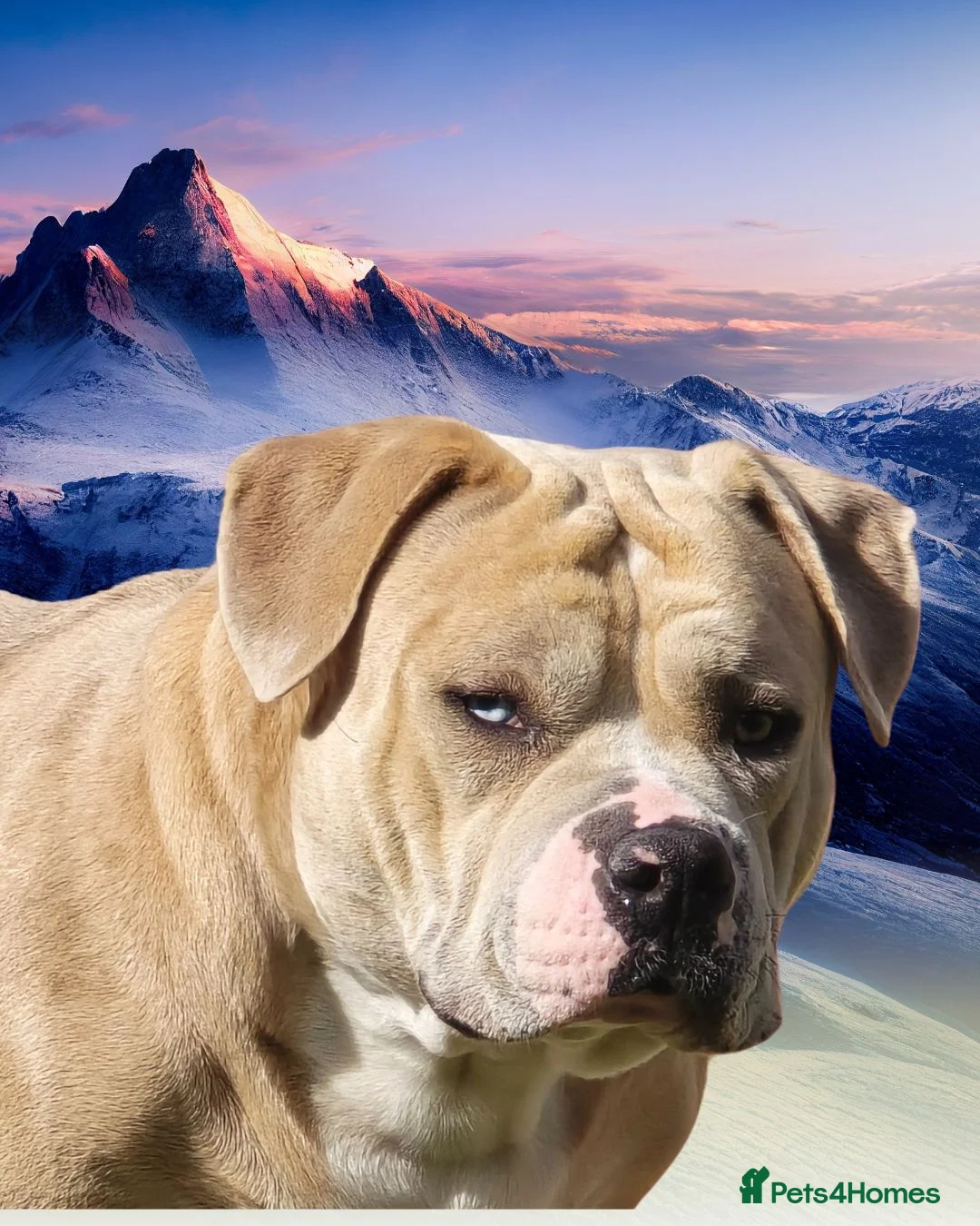American Bully dogs for sale: Champion ABKC Line Bully Pups - Advert 33