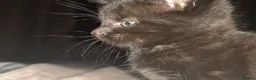 Ragdoll cats for sale: Mixed breed ragdolls.  - Advert 33