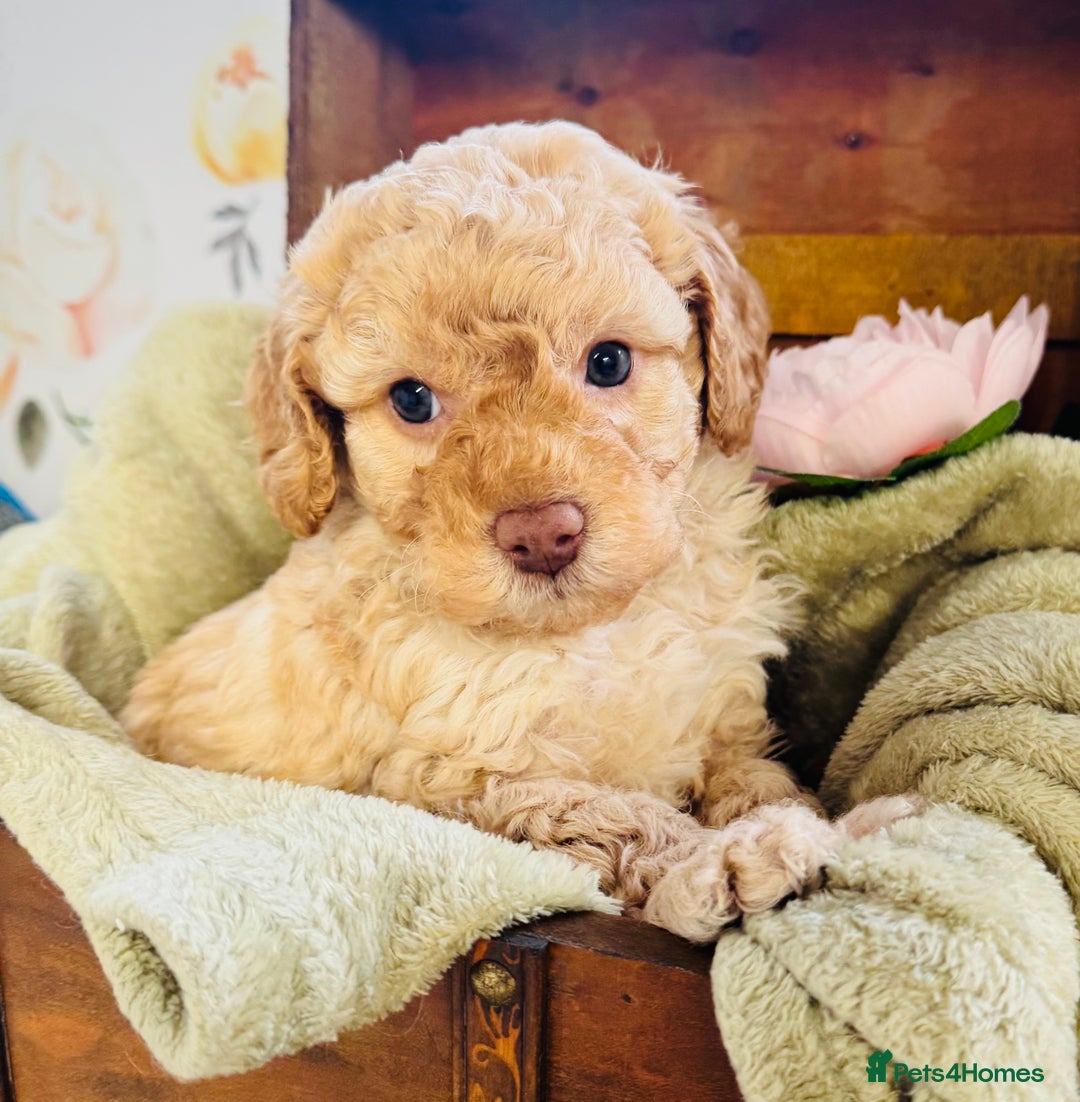 Cavapoochon dogs for sale: F1b Cavapoochon  - Image 14