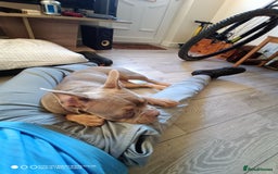 Mixed Breed dogs for sale: Honey (French bully x pocket bully) - Image 6
