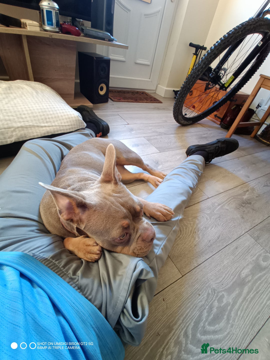 Mixed Breed dogs for sale: Honey (French bully x pocket bully) - Image 6