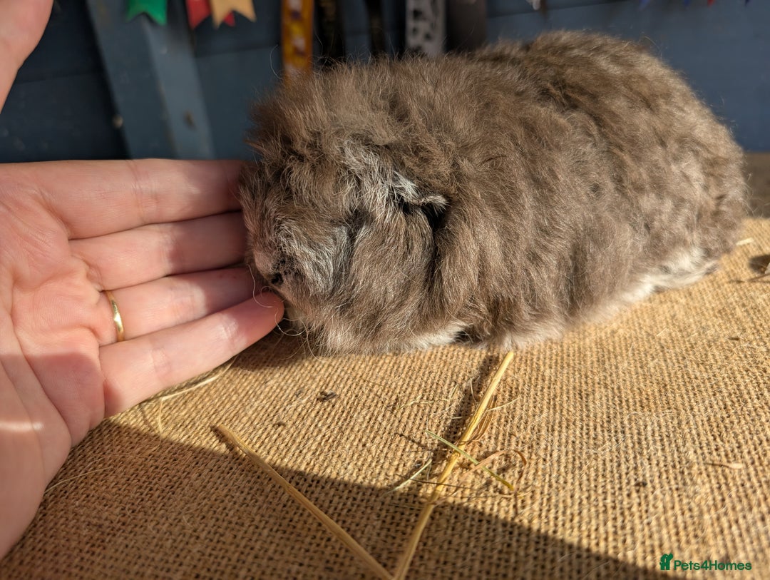 Guinea Pig rodents for sale: Swiss bonded baby boys - Image 7