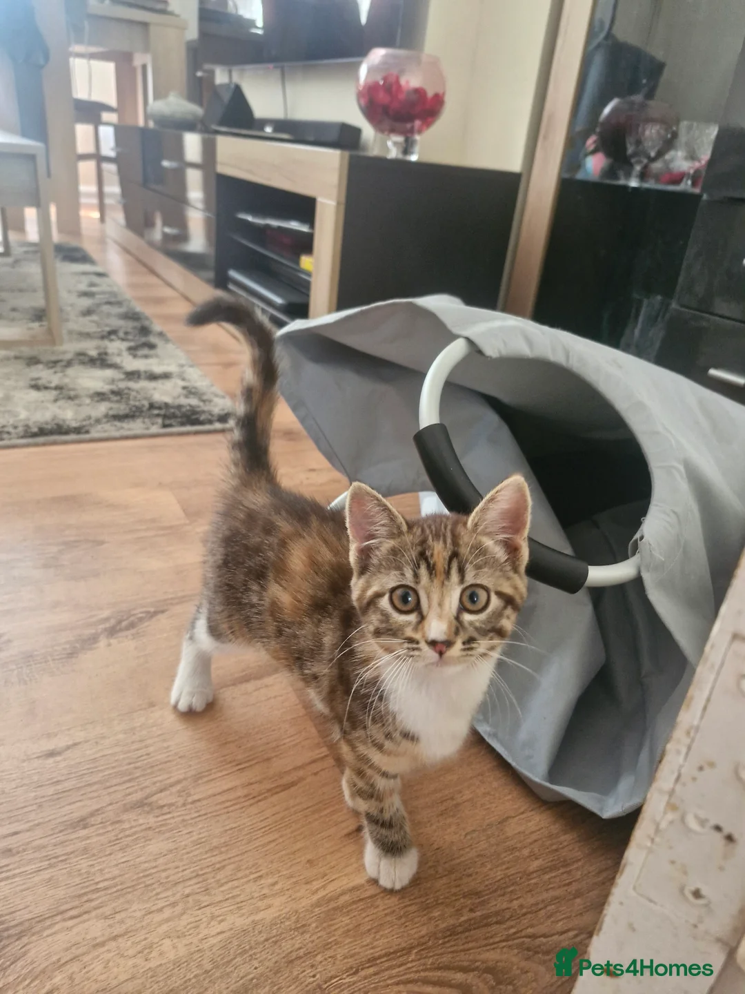 Mixed Breed cats for sale: 3 kittens for sale - Advert 2