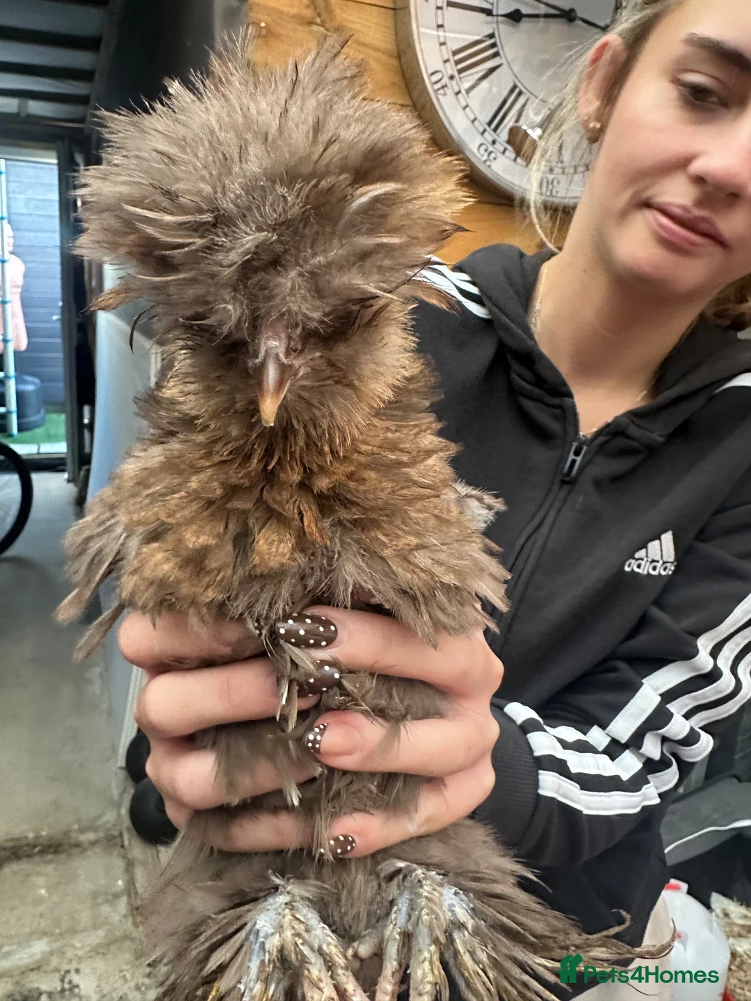 Chickens poultry for sale: Bantam silkie chicks  in Ashford - Advert 2