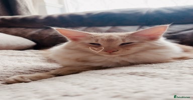 Norwegian Forest Cat cats in Normanton - Advert 14