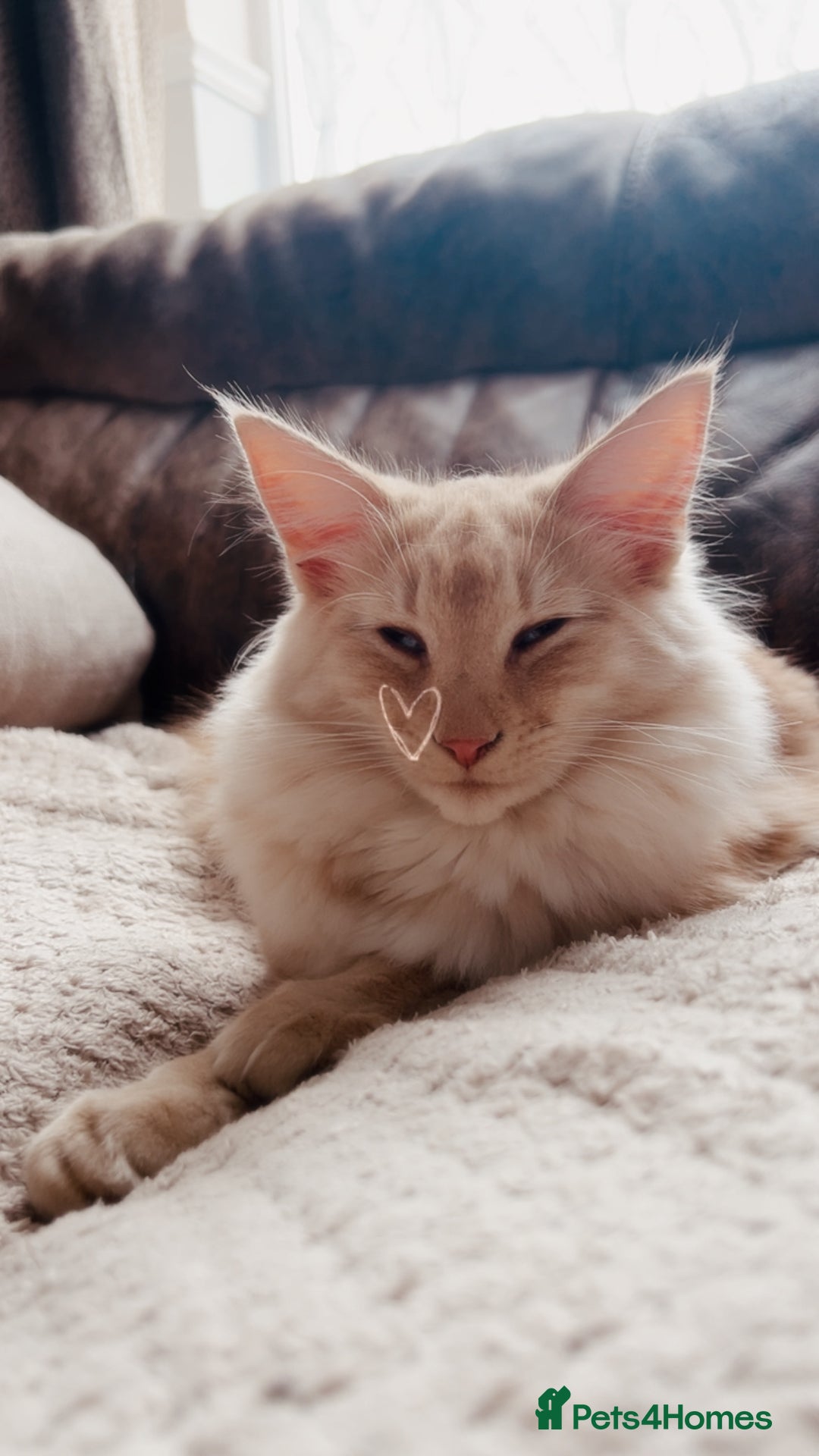 Norwegian Forest Cat cats for sale: Full FIFe pedigree Norwegian Forest Kittens  in Normanton - Image 4