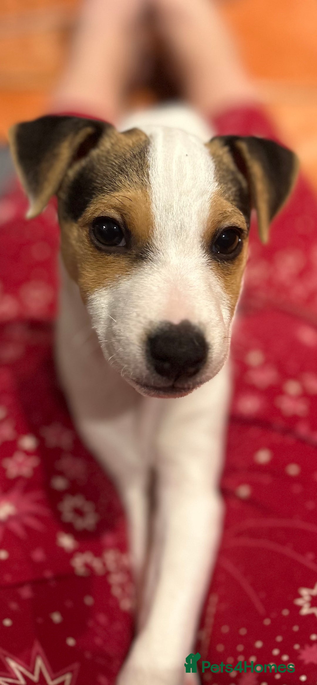 Parson Russell dogs for sale: Beautiful Jack Russell boy - Advert 5