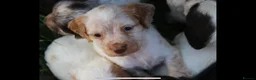 Cocker Spaniel dogs for sale: Working Cocker Spaniel Puppies  - Advert 8