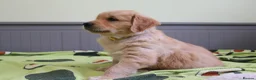 Golden Retriever dogs for sale: READY TO LEAVE Litter of Golden Retriever puppies - Advert 33