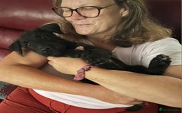 Patterdale Terrier dogs for sale: Beautiful female Patterdale puppy ready now - Image 1