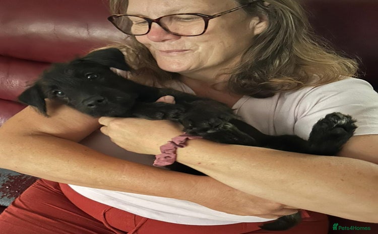 Patterdale Terrier dogs - Advert 8