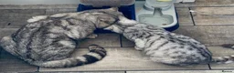 British Shorthair cats for sale: Female British Shorthair Kitten - Advert 7