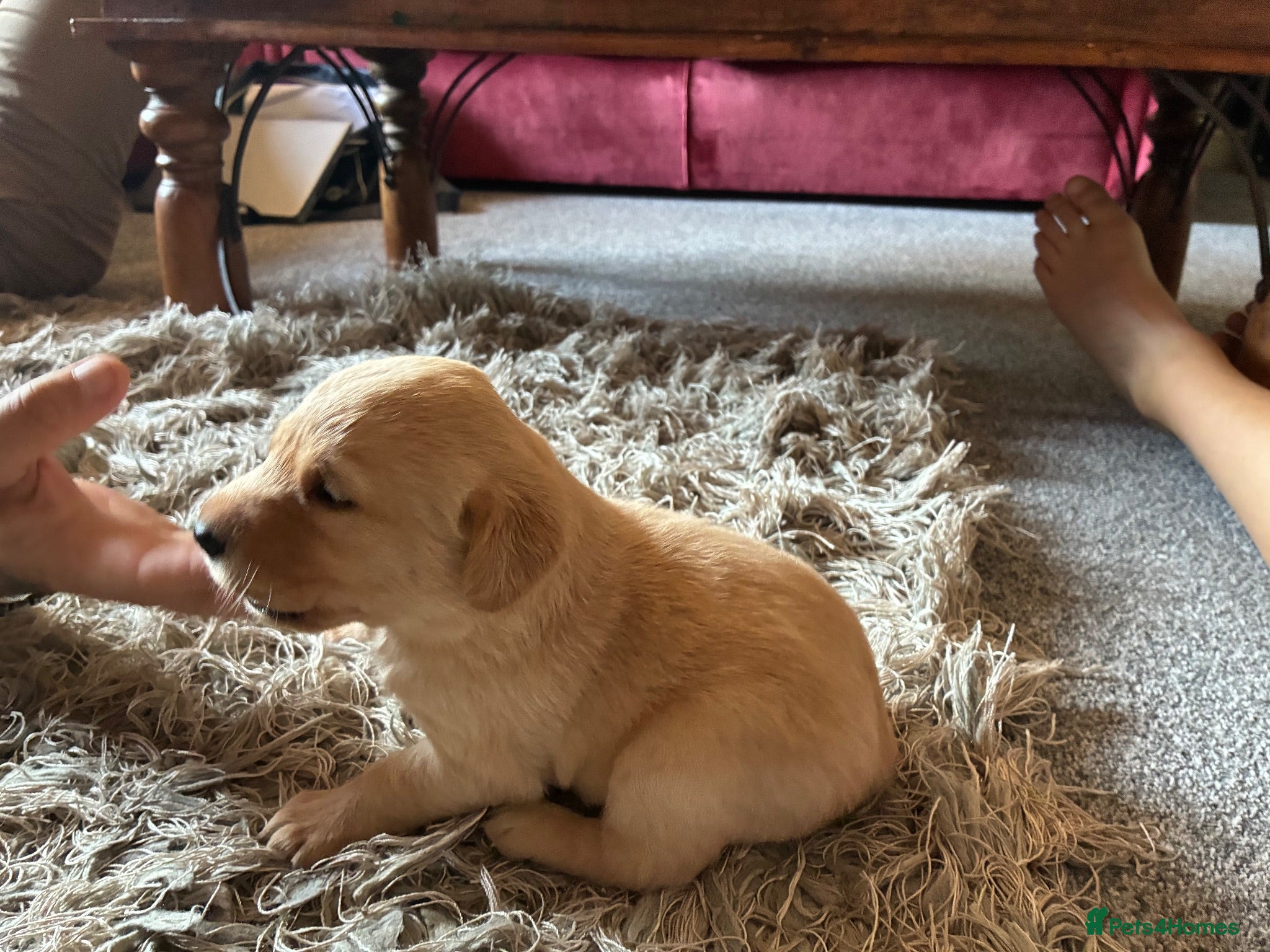 Labrador Retriever dogs for sale: Kc registered Labrador puppies - Advert 1