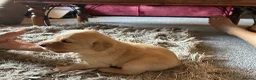 Labrador Retriever dogs for sale: Kc registered Labrador puppies in Sudbury - Advert 6