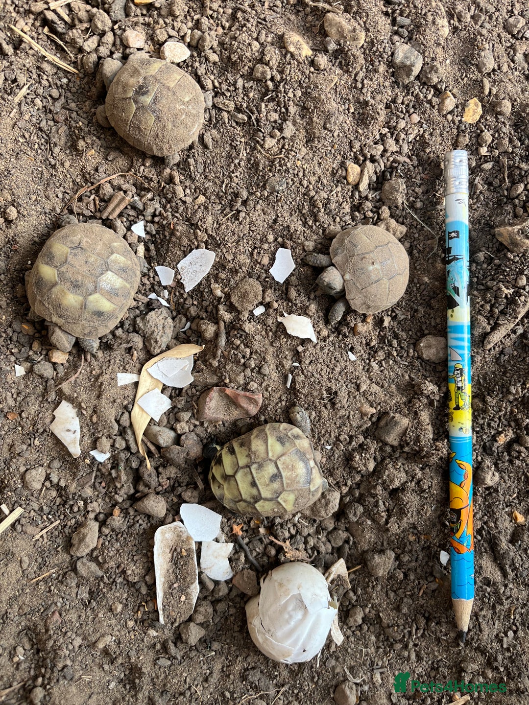 Hermann Tortoise reptiles for sale: Hermann Tortoise hatchlings for sale - Advert 2