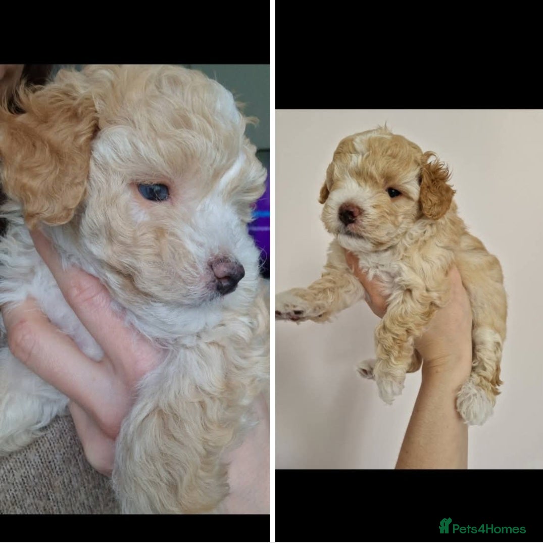 Maltipoo dogs Last Adorable Maltipoo Boy – Small Apricot 💙 - Advert 4