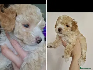 Maltipoo dogs Last Adorable Maltipoo Boy – Small Apricot 💙 - Advert 7