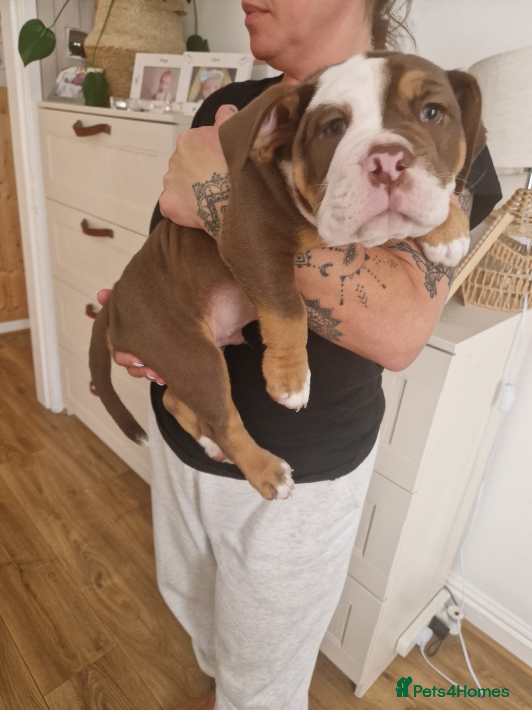 Mixed Breed dogs for sale: 3 Old English bulldog boys £1500  - Image 14