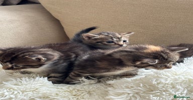 British Shorthair cats - Advert 4