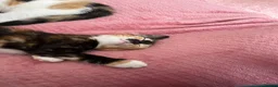 Domestic Shorthair cats for sale: Selling domestic kittens (calico kittens) in Livingston - Advert 9