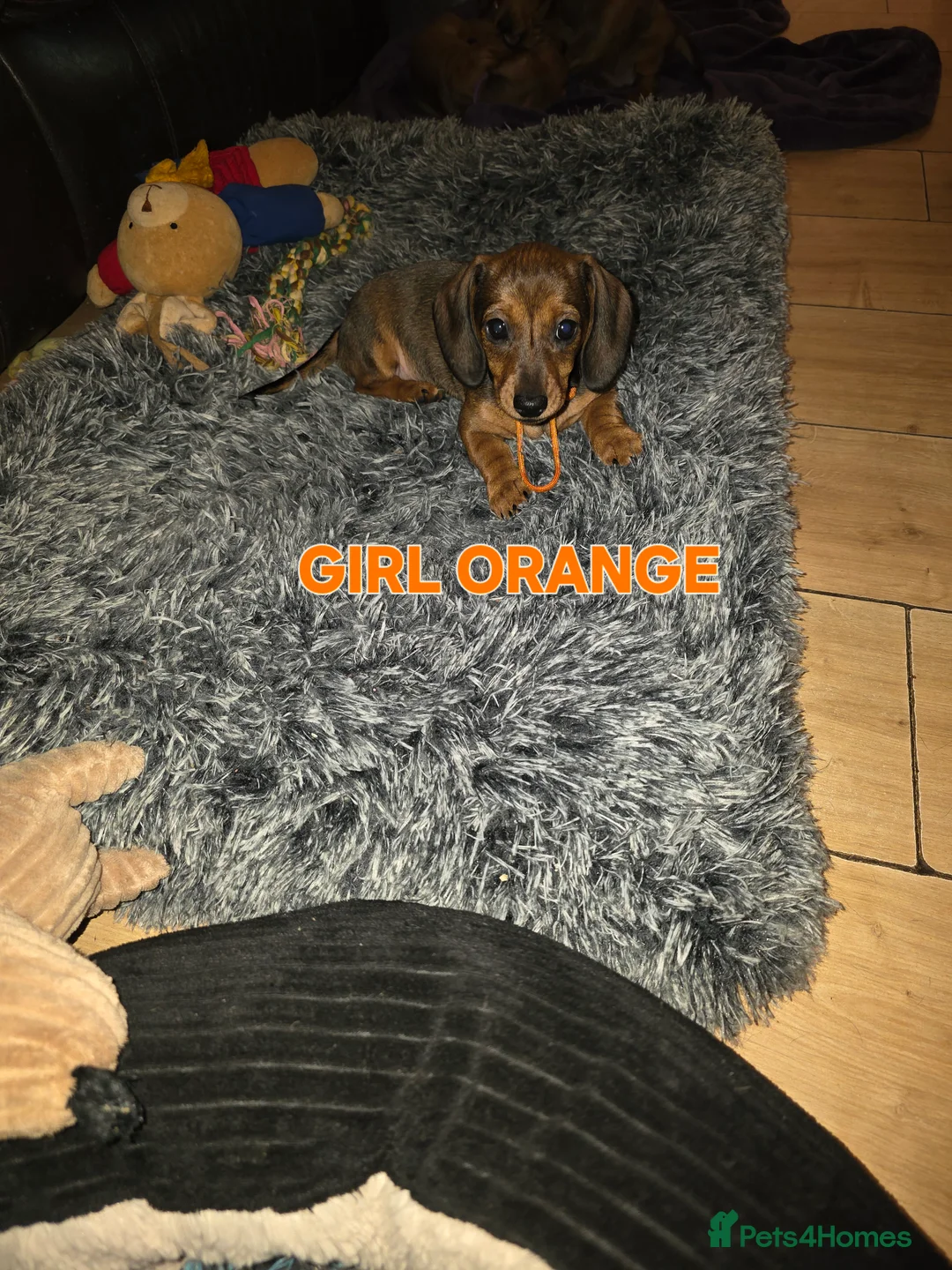 Miniature Dachshund dogs for sale: Ready now 4 beautiful KC registered girls  - Advert 4