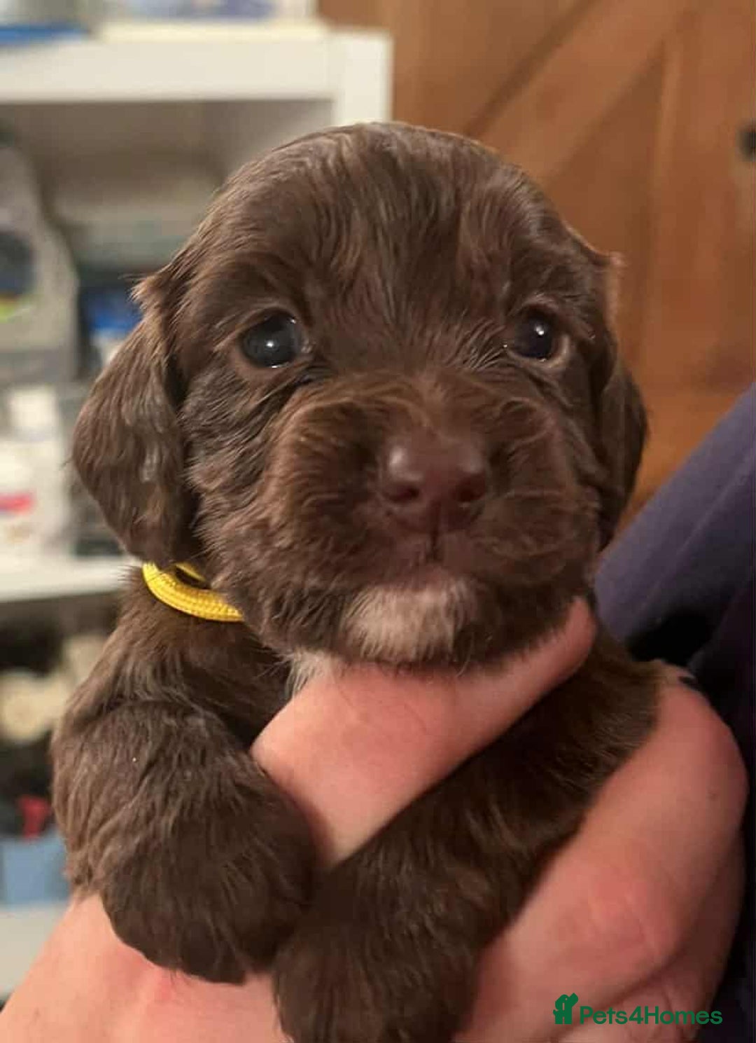 Cocker Spaniel dogs for sale: Gorgeous Health Tested Working Cocker Spaniels - Image 10