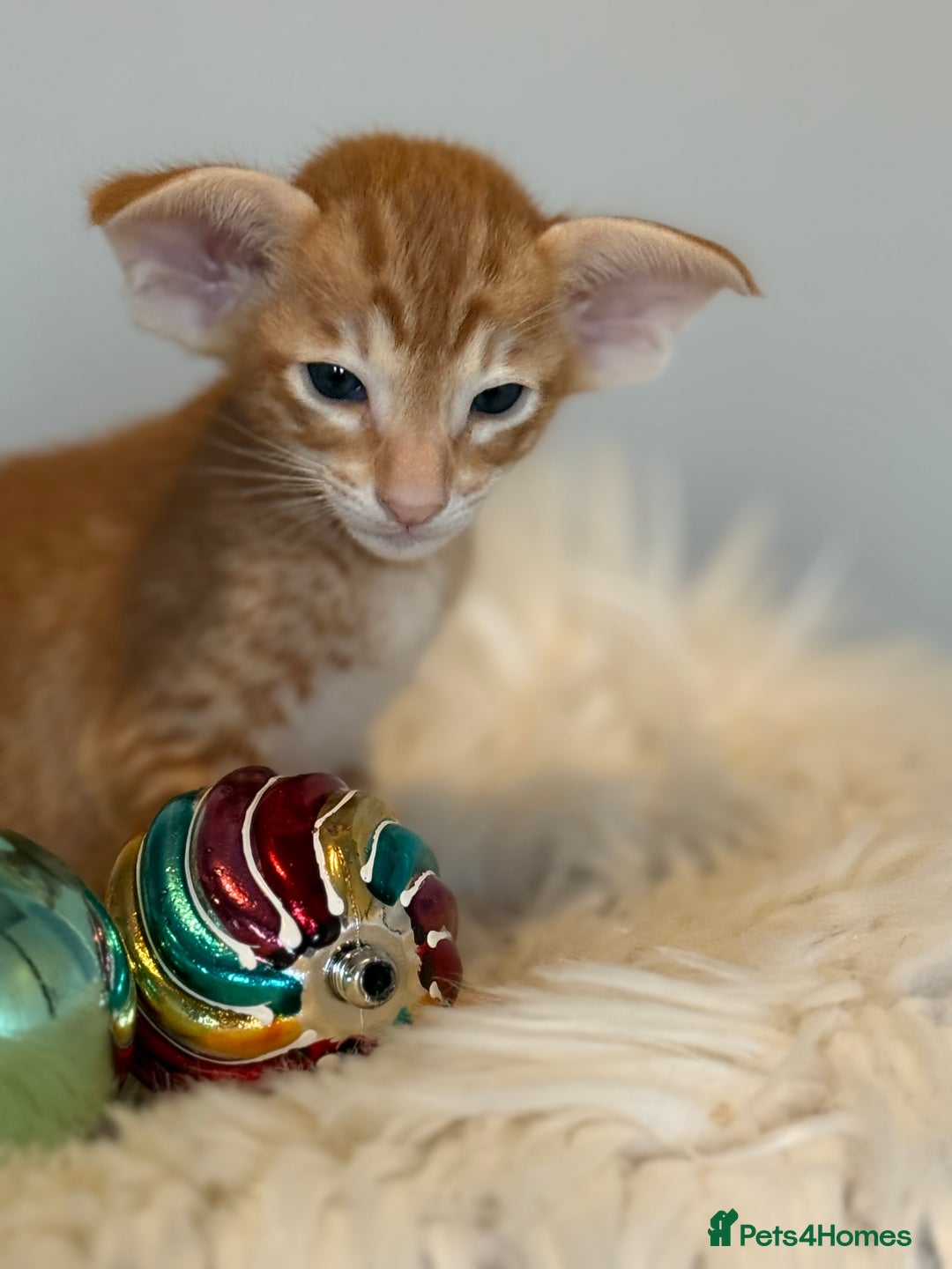 Oriental cats for sale: GCCF Oriental & Siamese Babies - Champion Lines - Advert 1