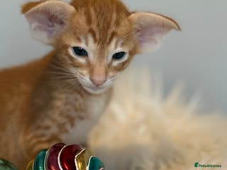 Oriental cats GCCF Oriental & Siamese Babies - Champion Lines - Advert 9