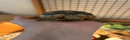 Hermann Tortoise reptiles for sale: 2 year old Herman’s tortoise  in Shepton Mallet - Advert 2