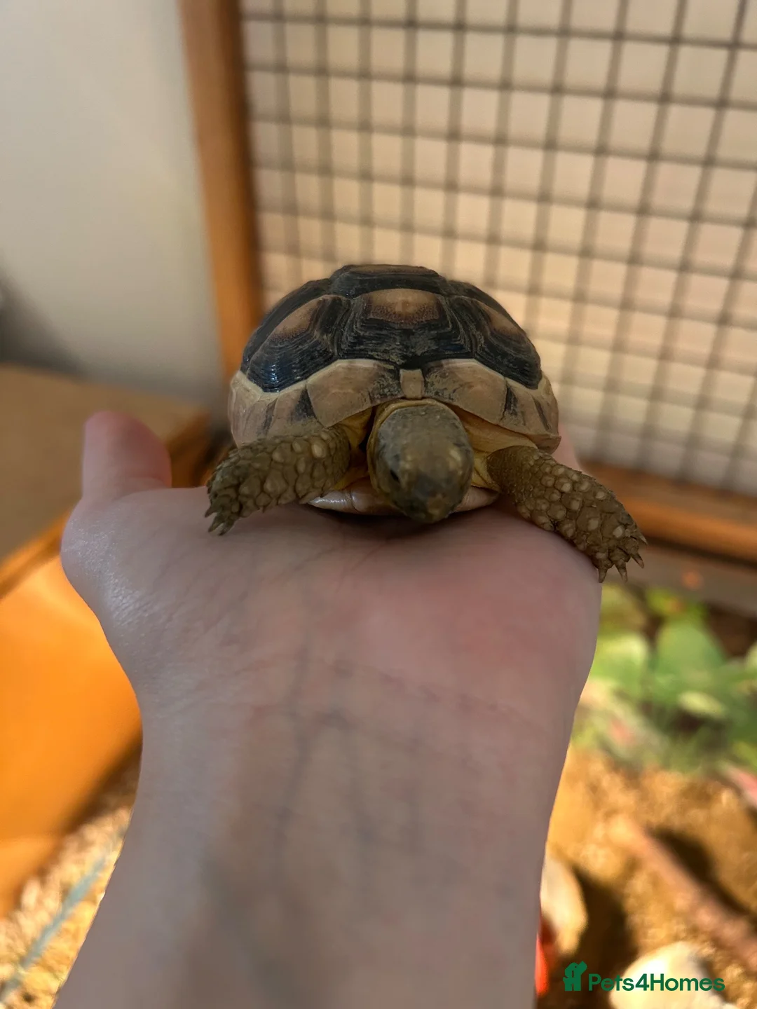 Hermann Tortoise reptiles for sale: 2 year old Herman’s tortoise  in Shepton Mallet - Advert 2