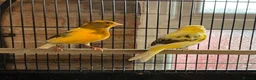 Canaries birds for sale: Canaries  - Advert 1