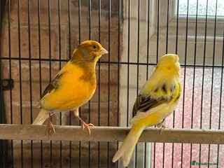 Canaries birds Canaries - Advert 5