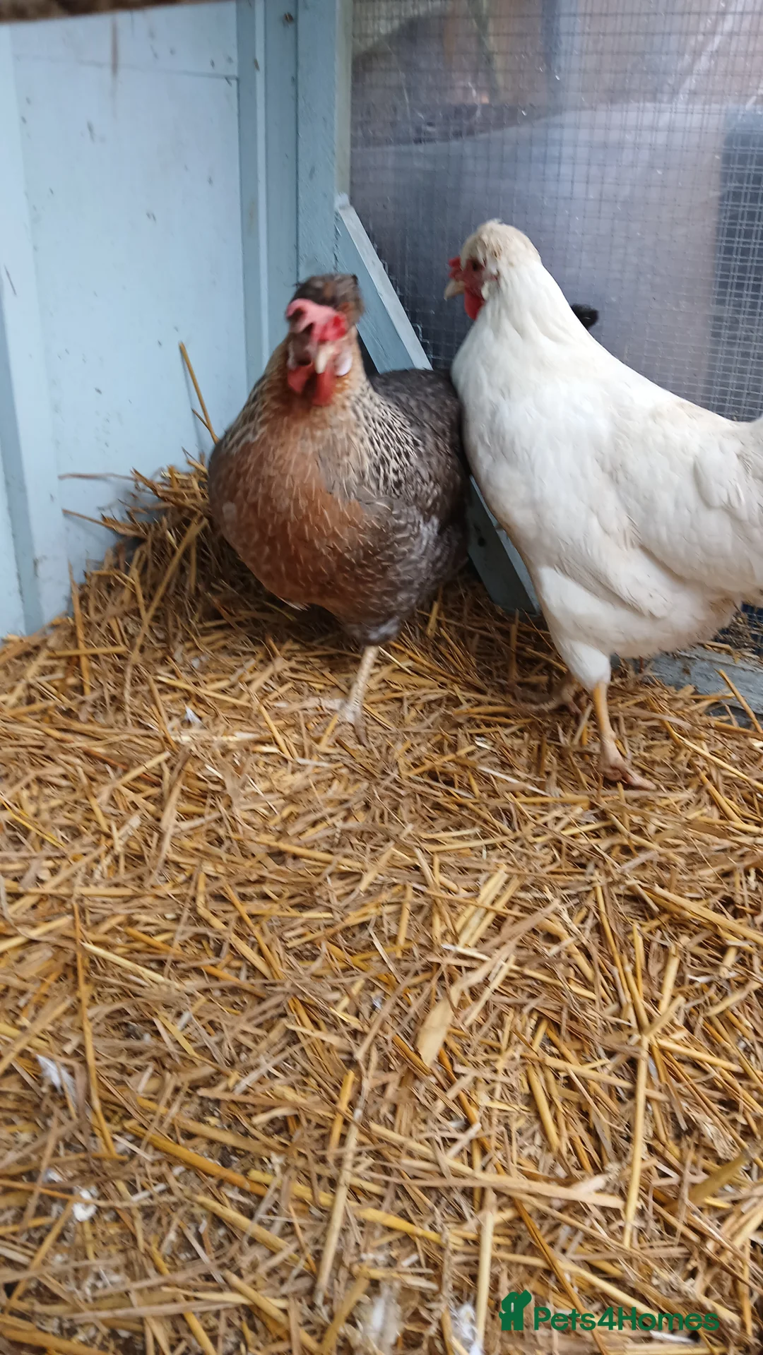 Chickens poultry for sale: 1 wyandotte punnet + 2 crested legbars - Advert 5