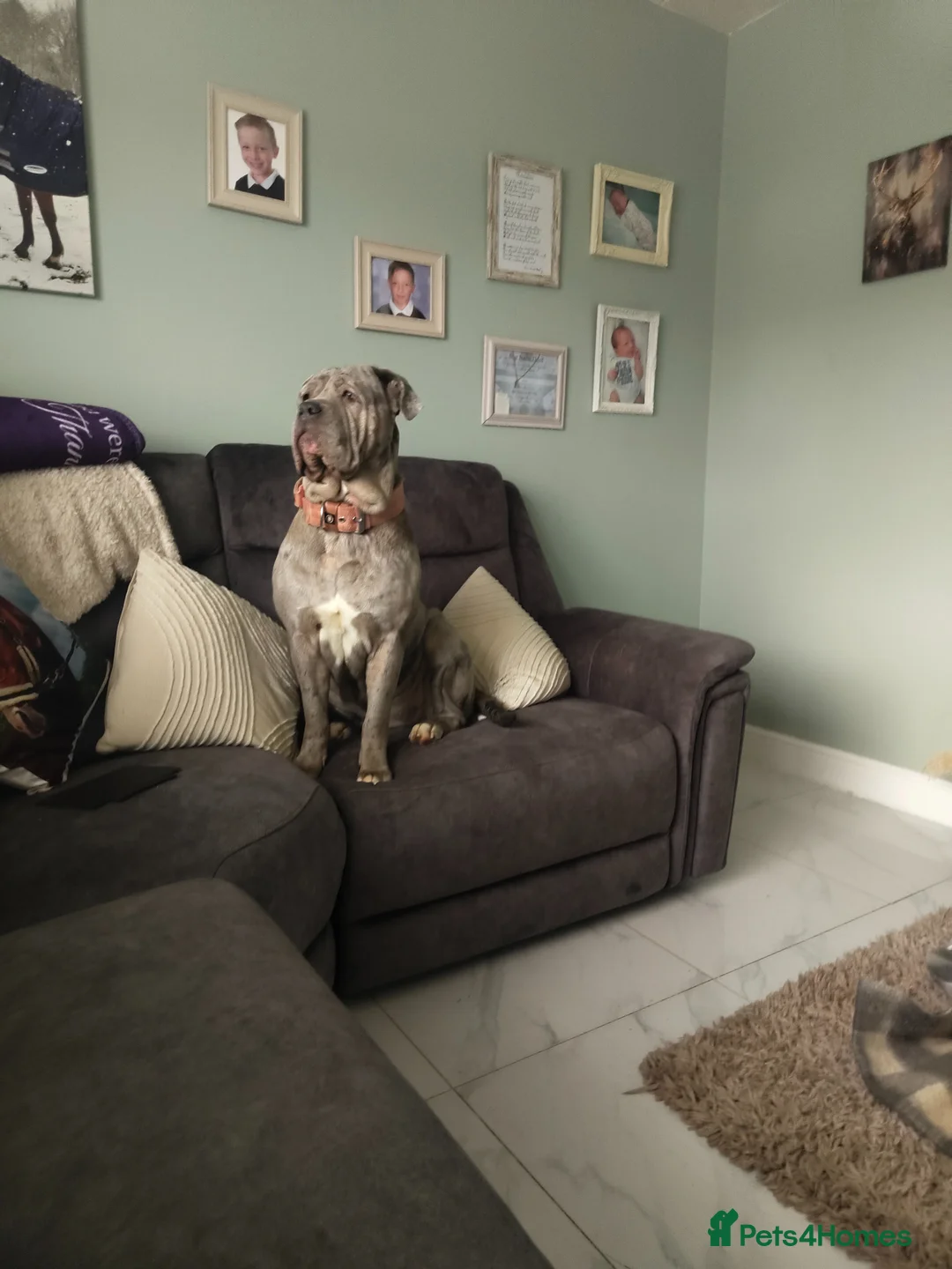 Mixed Breed dogs for sale: Litter due the 3rd may  - Advert 1